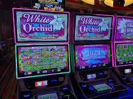 jayajitu login Sakong live dealer camera showing three dealt cards and player betting area